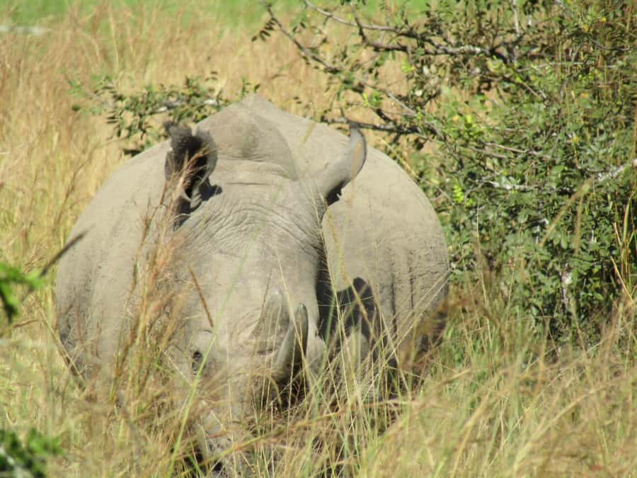 Kigali: Full-Day Akagera Safari + Optional Boat Ride - Why Akagera makes sense as a one-day safari