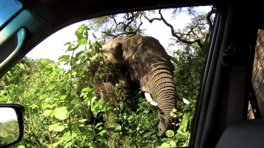 Kigali: Full-Day Akagera Safari + Optional Boat Ride - The first three-hour game drive