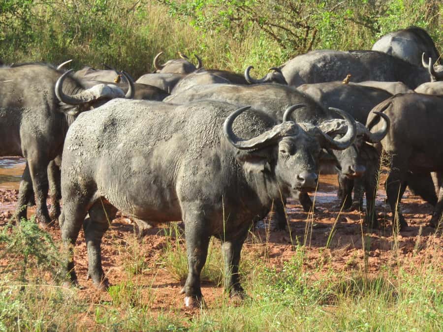 Kigali: Full-Day Akagera Safari + Optional Boat Ride - Picnic lunch beside Akagera’s lakes