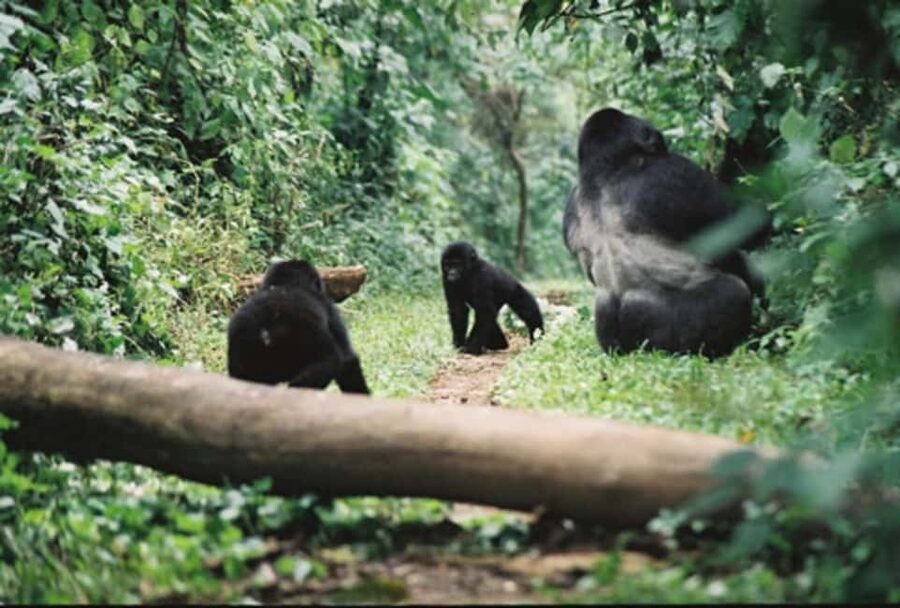 Kigali: Gorilla Trekking in Volcanoes National Park - Quick take: what matters most