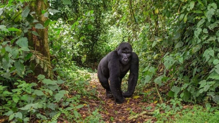 Kigali: Gorilla Trekking in Volcanoes National Park - What the $299 price really means