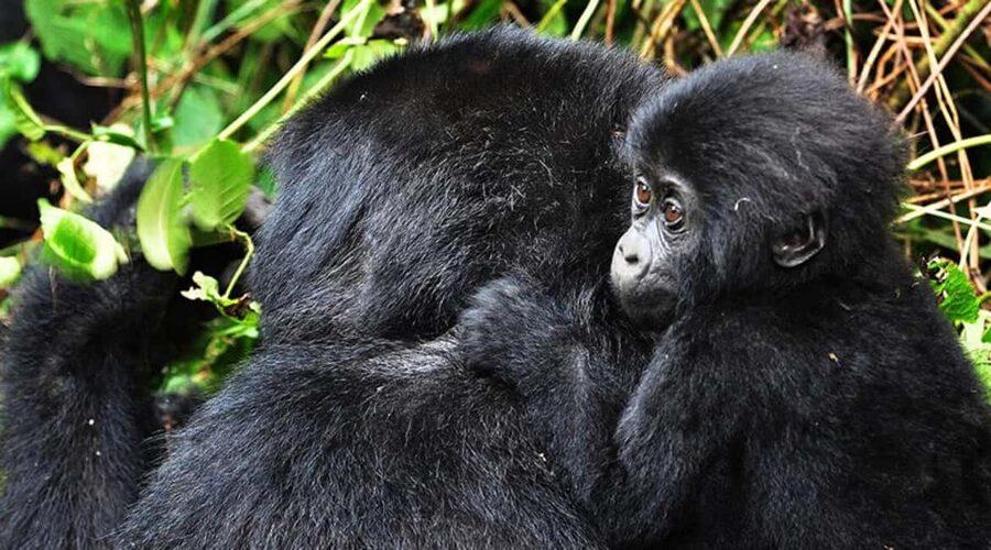 Kigali: Gorilla Trekking in Volcanoes National Park - Kinigi briefing and gorilla group assignment