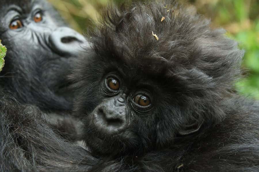 Kigali: Rwanda Gorilla Tracking in Volcanoes National Park - Coffee and the Volcanoes National Park briefing
