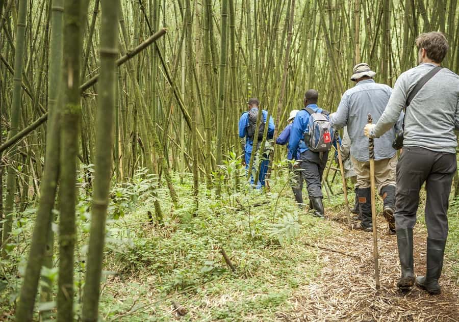 Kigali: Rwanda Gorilla Tracking in Volcanoes National Park - Lunch and the cultural visit in Musanze