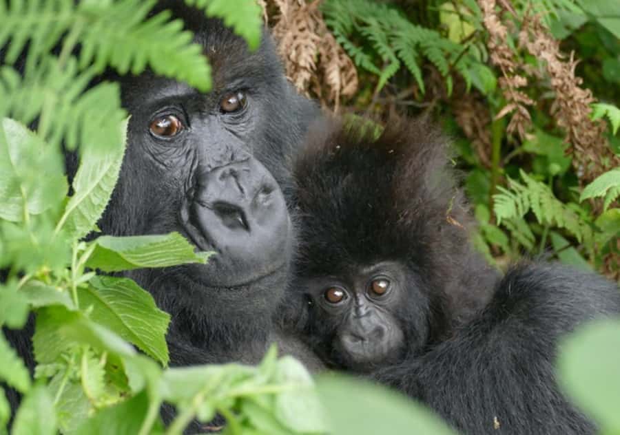 Kigali: Rwanda Gorilla Tracking in Volcanoes National Park - The 4:30 a.m. pickup from Kigali
