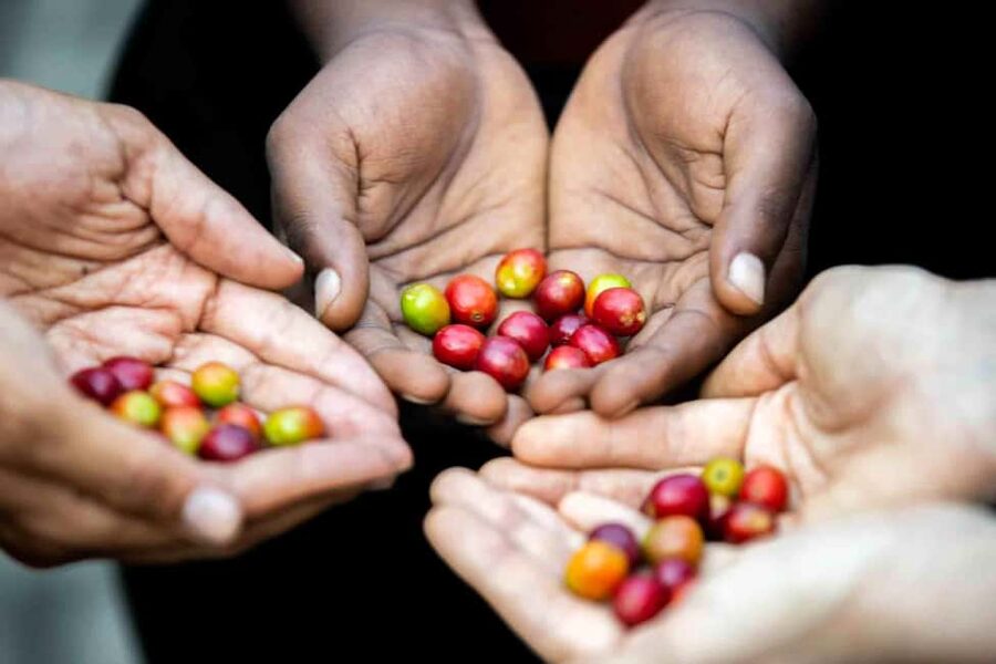 Kigali: Traditional Coffee Experience ( Bean to Brew) - Black Coffee, Ginger, and Local Blends