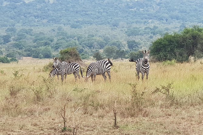 One-day Akagera National Park Game Drive with a Choice 4x4 - Key points to know before you book