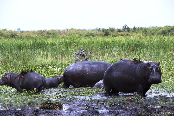 One-day Akagera National Park Game Drive with a Choice 4x4 - Choosing the vehicle for a rough day