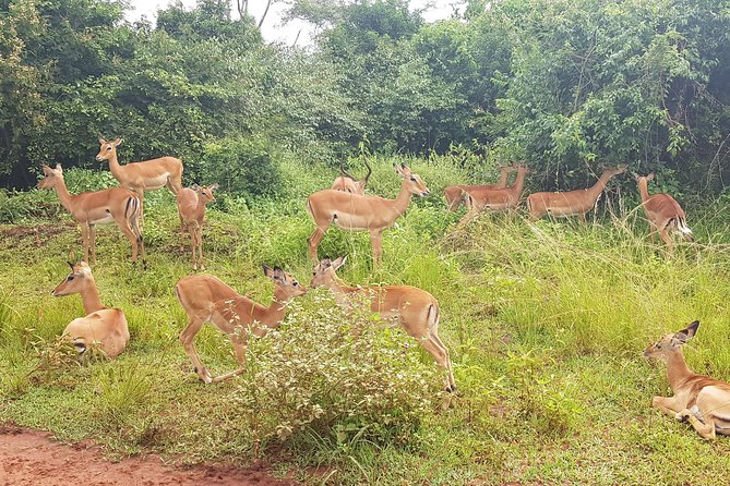 One-day Akagera National Park Game Drive with a Choice 4x4 - The guides are the real value
