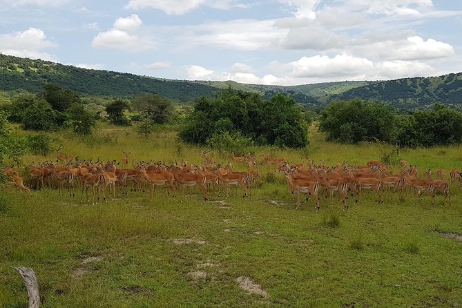One-day Akagera National Park Game Drive with a Choice 4x4 - Is $205 a fair price?