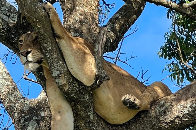 One Day Akagera Safari From Kigali - Why Akagera is a good day trip from Kigali