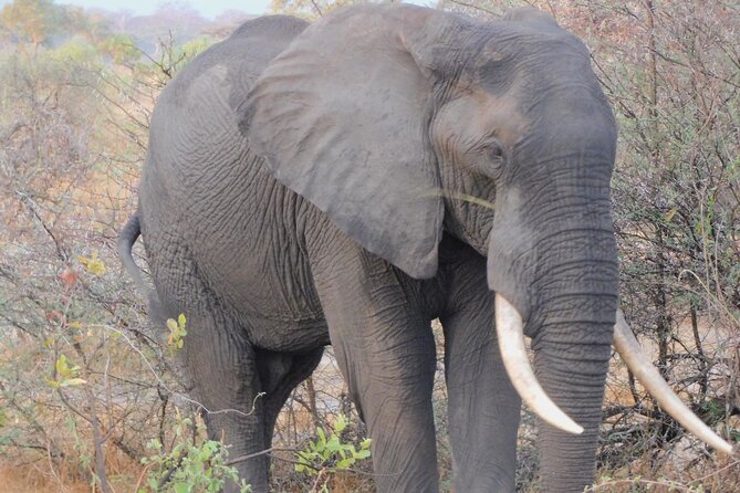 One Day Akagera Safari From Kigali - Looking for zebras, giraffes, and the Big Five