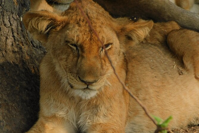 One Day Akagera Safari From Kigali - Lake Ihema, hippos, crocodiles, and birdlife
