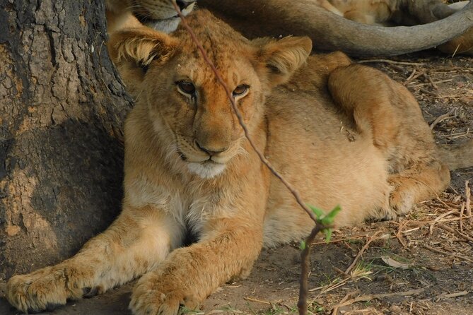 One Day Akagera Safari From Kigali - Eight hours inside Akagera National Park