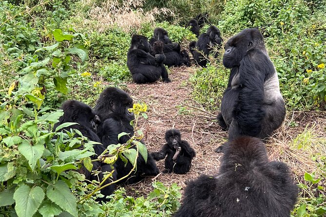 One Day Gorilla Trekking Rwanda & Iby'iwacu Cultural Village - Key points at a glance
