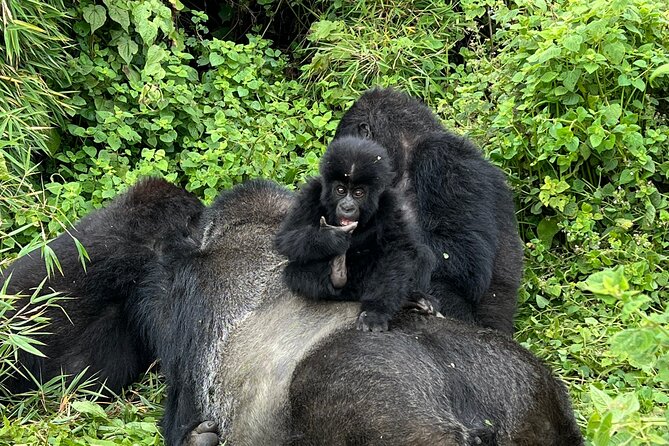One Day Gorilla Trekking Rwanda & Iby'iwacu Cultural Village - The early drive from Kigali to Kinigi