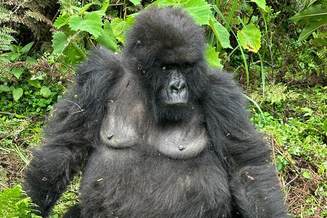 One Day Gorilla Trekking Rwanda & Iby'iwacu Cultural Village - Meeting mountain gorillas in Volcanoes National Park
