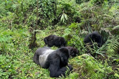 One Day Gorilla Trekking Rwanda & Iby’iwacu Cultural Village