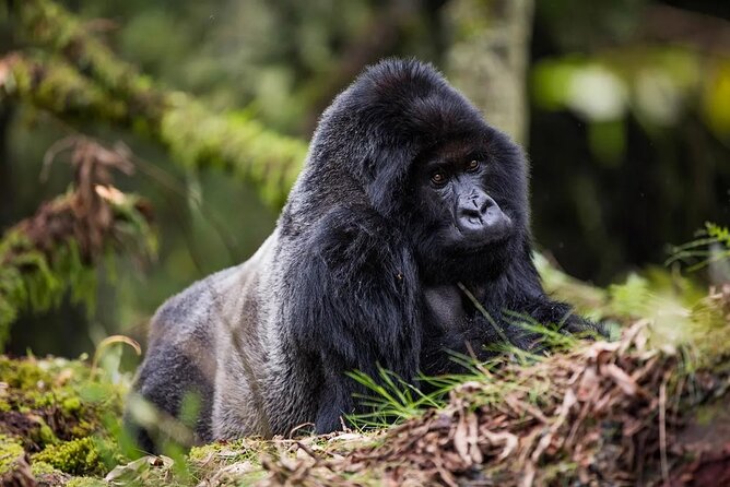 One Day Private Gorillas Tracking in Volcanoes National Park - Key points at a glance