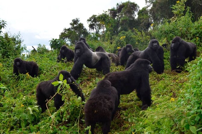 One Day Private Gorillas Tracking in Volcanoes National Park - Lunch, water, and the long return