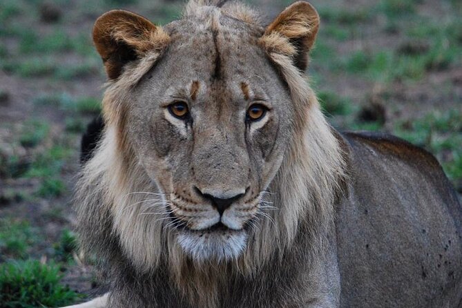 Private 1 Day Akagera Big Five Safari with pick up and lunch. - Why the private format changes the day