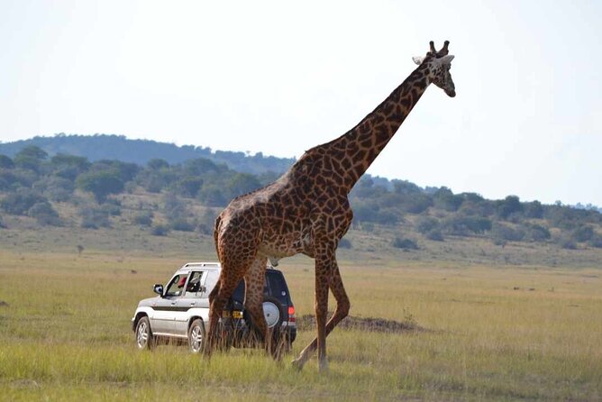 Private 1 Day Akagera Big Five Safari with pick up and lunch. - Is $440 a fair price?