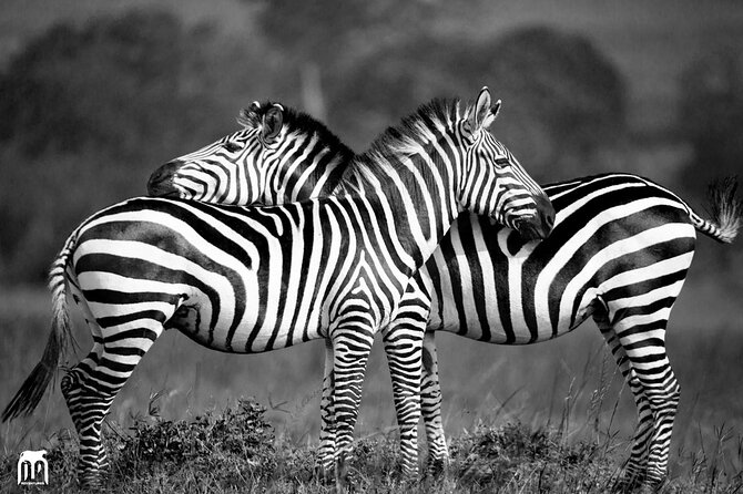 Private 1 Day Akagera Big Five Safari with pick up and lunch. - Lunch, water, and what you still pay for