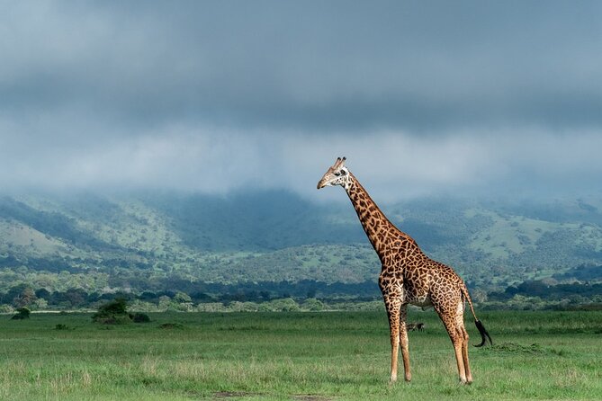 Private Full-Day Tour Akagera Game Drive - How the private setup affects your experience