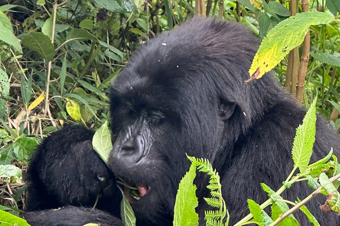 Private Gorilla Trekking Transfer from kigali to Volcanoes N.Park - Lunch, water, and the return to Kigali