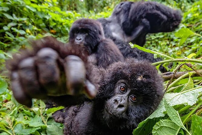 Private Gorilla Trekking Transfer from kigali to Volcanoes N.Park - The private format and guide service