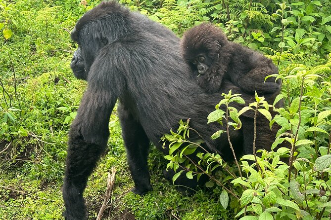 Private Gorilla Trekking Transfer from kigali to Volcanoes N.Park - Who should book this transfer?