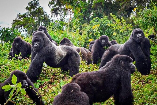 Private Gorilla Trekking Transfer from kigali to Volcanoes N.Park - The road to Musanze and the five volcanoes