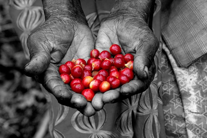 Rwandan Coffee Experience - Key points to know before you book