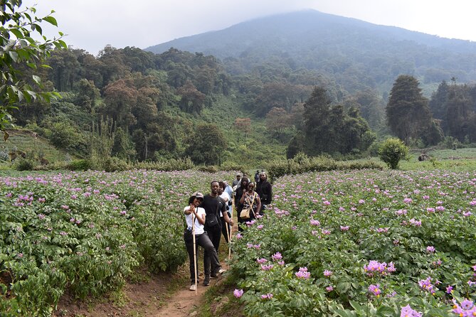 Scenic walk around volcanoes - Lunch With a View, at Your Own Cost
