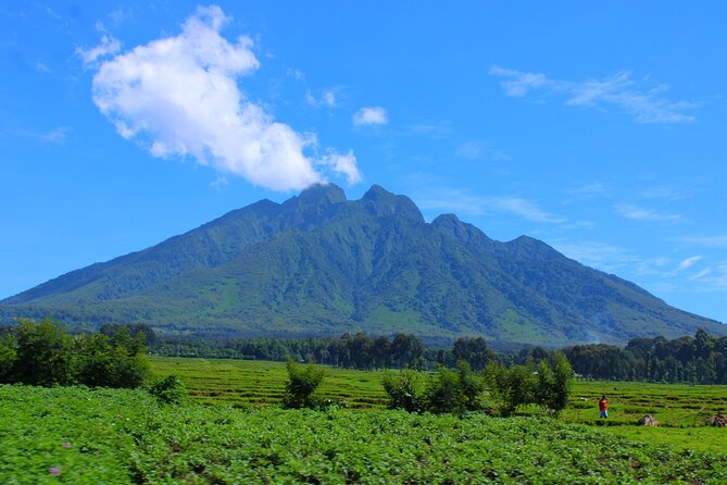 Scenic walk around volcanoes - A Possible Glimpse of Golden Monkeys
