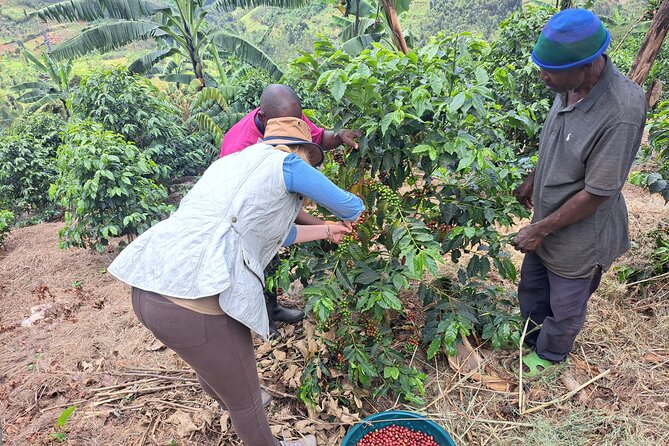 Tea and coffee tours - Why This Farm Visit Adds More Than a Coffee Stop